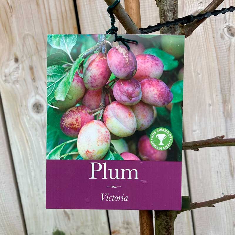 'Victoria' Plum Tree (12 Litre Pot) image 0