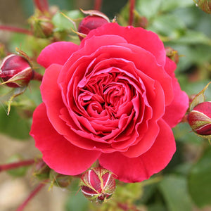 Whartons Roses ‘Cherry Girl’ Shrub Rose (3-Litre Pot) image 0