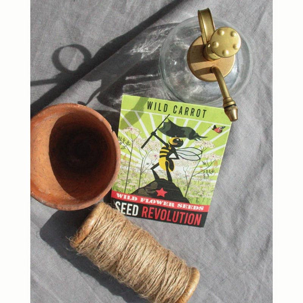 Wild Carrot Wildflower Seeds (1 Packet) image 1
