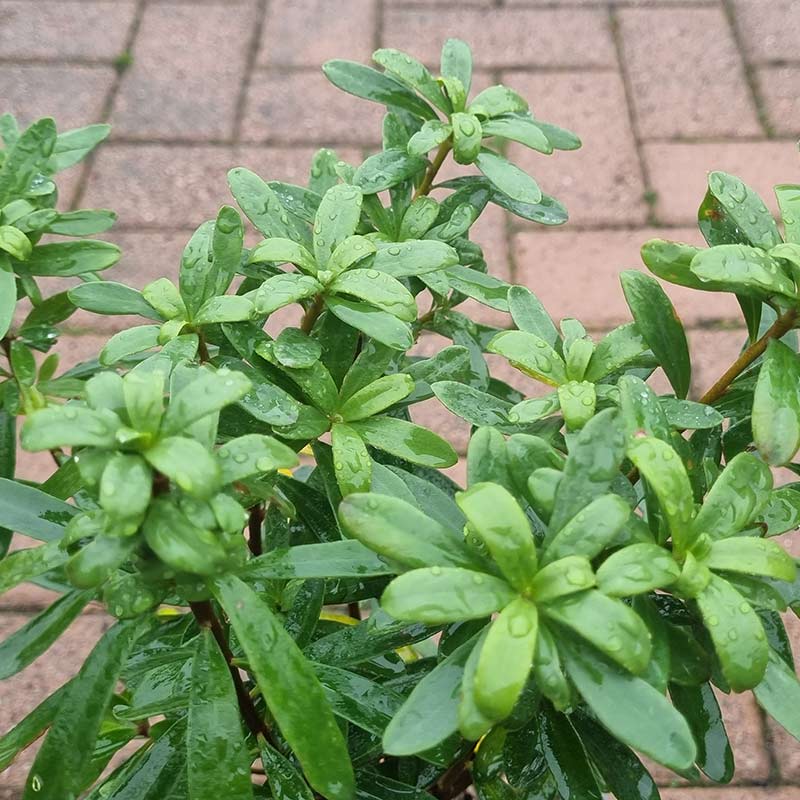 Daphne x transatlantica ‘Pink Fragrance’ (2-Litre Pot) image 0