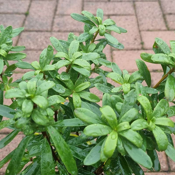 Daphne x transatlantica ‘Pink Fragrance’ (2-Litre Pot) image 1