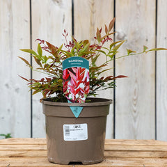 Nandina domestica ‘Obsessed’ (3-Litre Pot) image 0