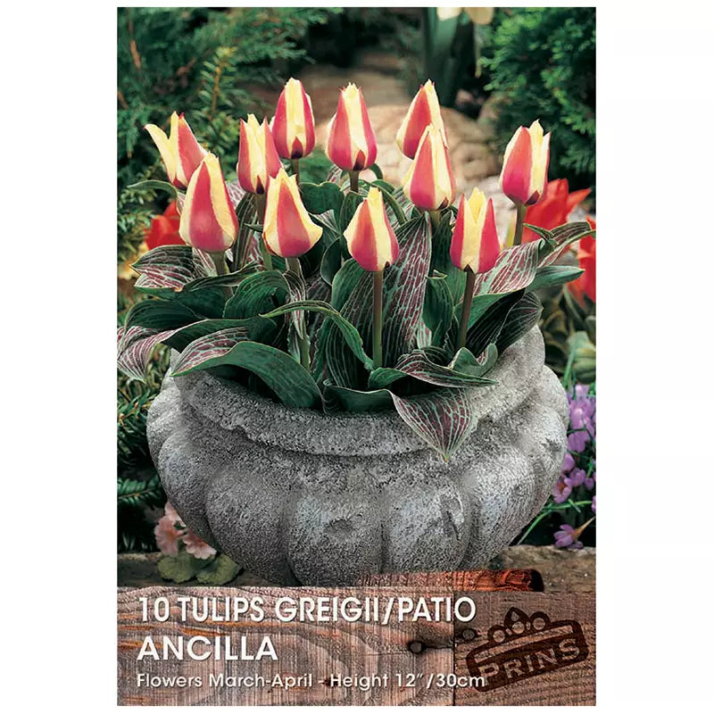 Tulip 'Ancilla' (10 bulbs) image 0