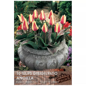 Tulip 'Ancilla' (10 bulbs) image 0