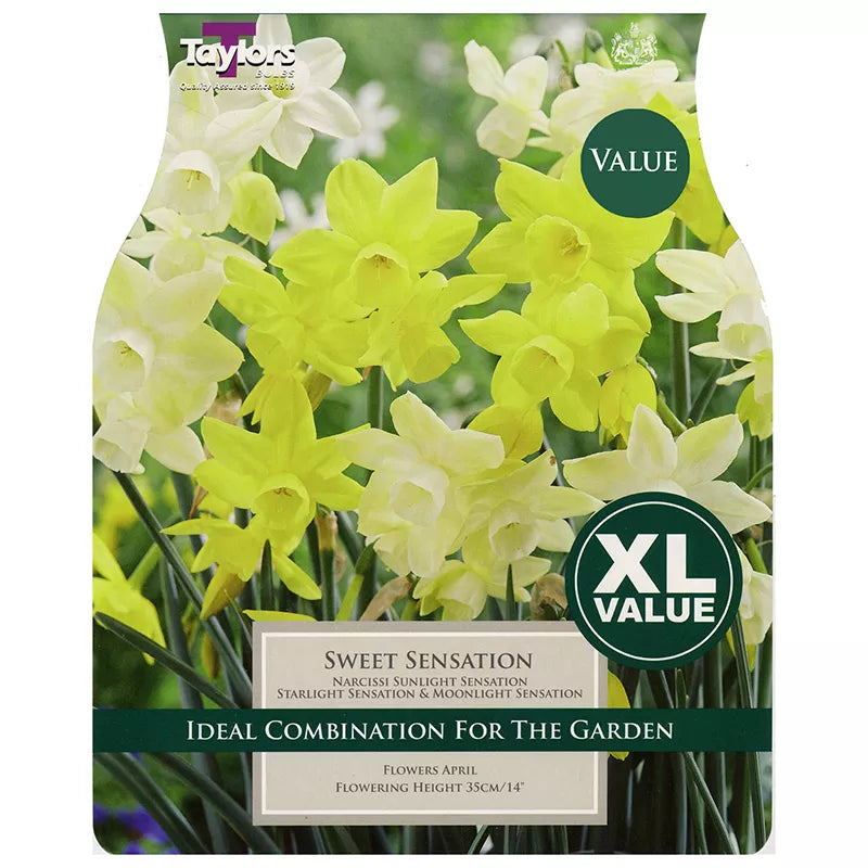 Narcissus 'Sweet Sensation' Daffodils (18 bulbs) image 0