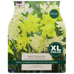 Narcissus 'Sweet Sensation' Daffodils (18 bulbs) image 0