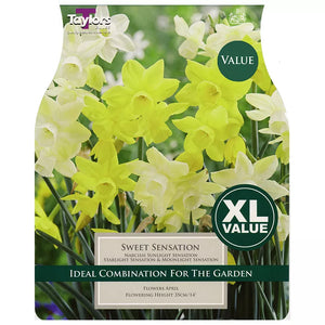 Narcissus 'Sweet Sensation' Daffodils (18 bulbs) image 0