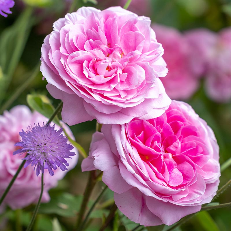 David Austin Gertrude Jekyll® English Shrub Rose (6-Litre Pot) image 1
