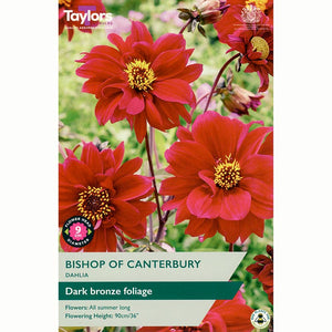 Dahlia 'Bishop of Canterbury' with Magenta Red Flowers(1 Tuber) image 0