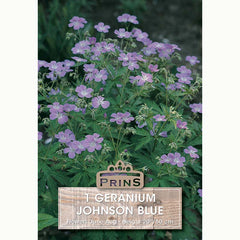 Geranium ‘Johnson Blue’ with Lavender-Blue Flowers (1 Bulb) image 0