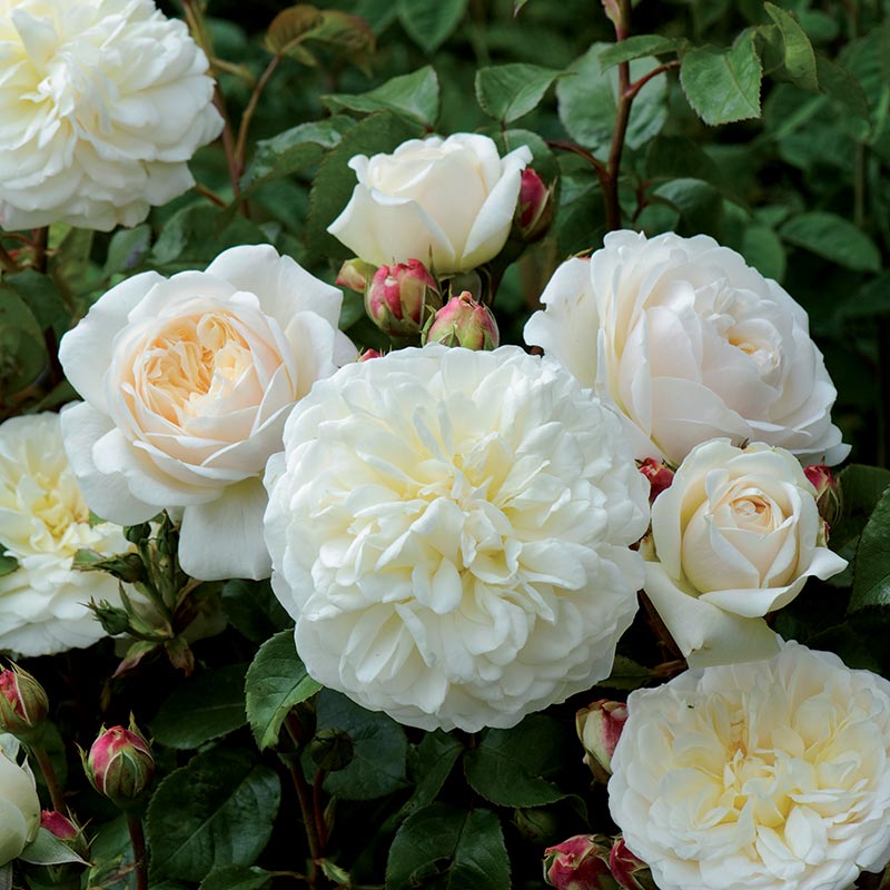 David Austin Tranquillity® English Shrub Rose (6-Litre Pot) image 0