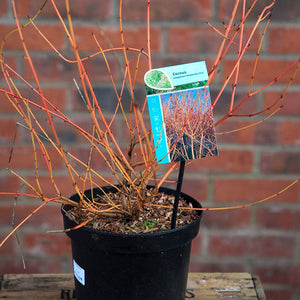 Cornus sanguinea 'Midwinter Fire' (3 litre pot) image 4
