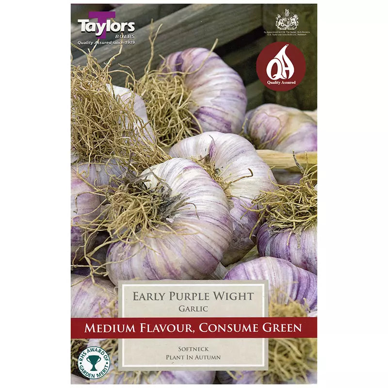 Early Purple Wight Garlic Bulb image 0