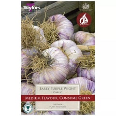 Early Purple Wight Garlic Bulb image 0