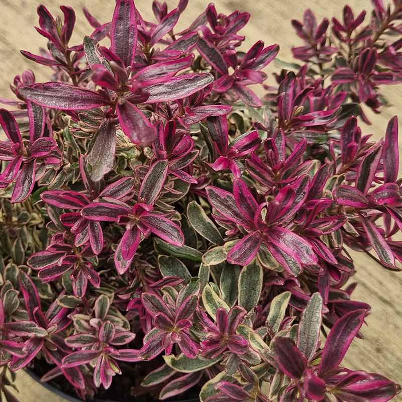 Hebe Magicolors ‘Magic Summer’ (2-Litre Pot) image 0
