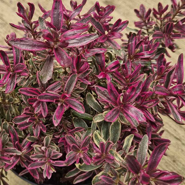 Hebe Magicolors ‘Magic Summer’ (2-Litre Pot) image 1
