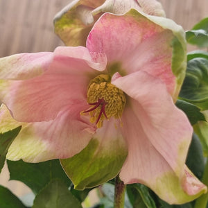 Hellebore Winter Ballet ‘Katie’ (2-Litre Pot) image 0