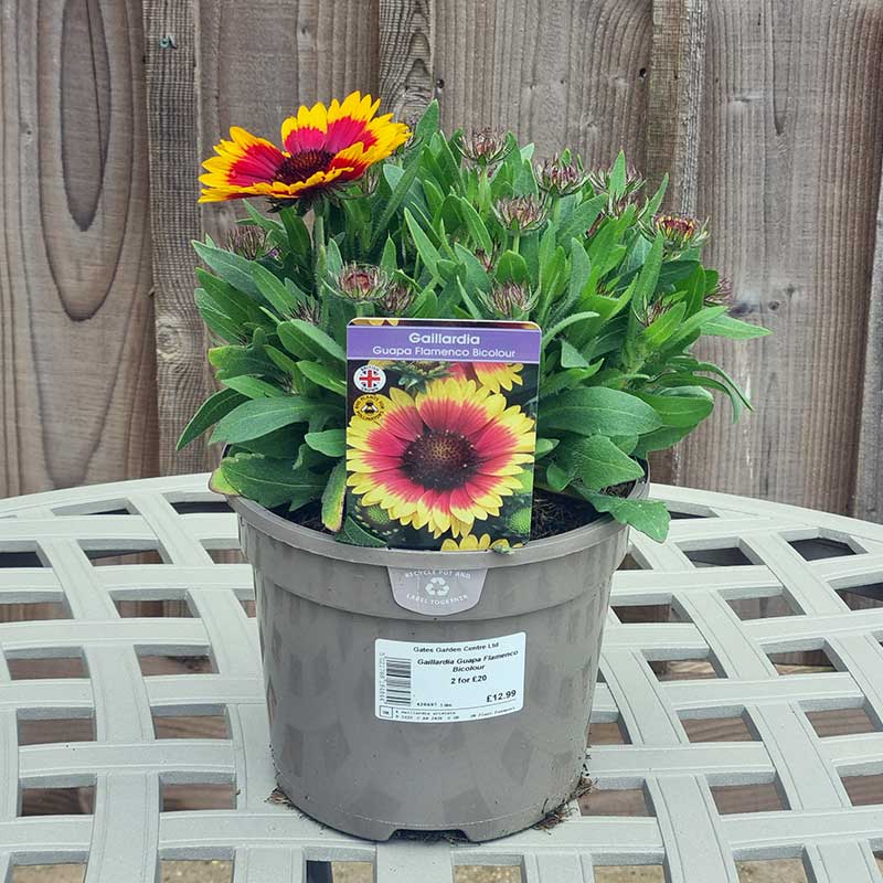 Gaillardia ‘Guapa Flamenco Bicolour’ (3-Litre Pot) image 0