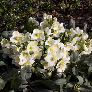 Helleborus ‘HGC Ice Breaker Max’ Snow Rose image 2