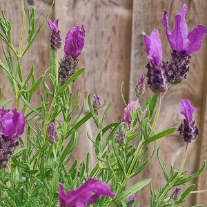 Lavandula ‘Fairy Wings Purple’ (2-Litre Pot) image 0