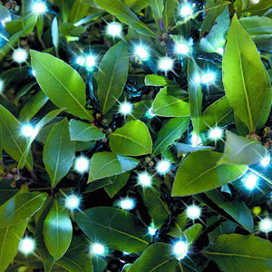 Cole & Bright 100 White LED String Lights image 1