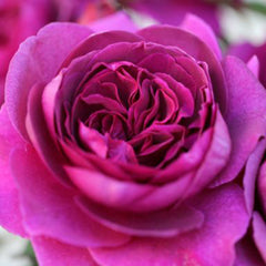 Whartons Roses ‘Timeless Purple’ Hybrid Tea Bush Rose (3-Litre Pot) image 0