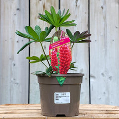 West Country Lupin ‘Beefeater’ (3-Litre Pot) image 0