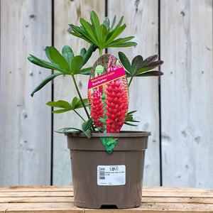 West Country Lupin ‘Beefeater’ (3-Litre Pot) image 0
