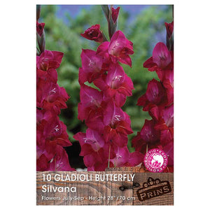 Gladioli Butterfly 'Silvana' - 10 bulbs image 0