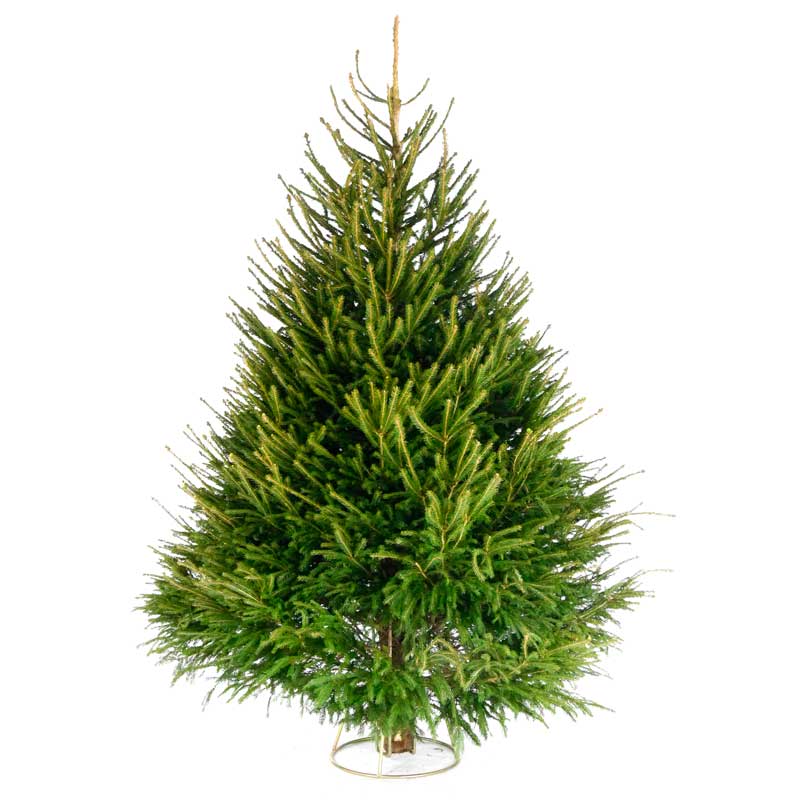 Needlefresh Norway Spruce Cut Christmas Tree image 0