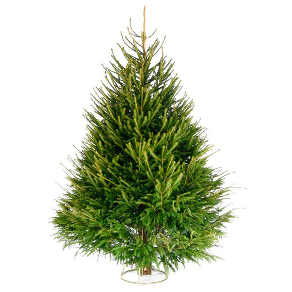 Needlefresh Norway Spruce Cut Christmas Tree image 0