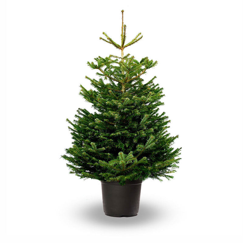 Nordmann Fir Premium Pot Grown Christmas Tree image 0