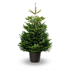 Nordmann Fir Premium Pot Grown Christmas Tree image 0