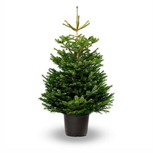 Nordmann Fir Premium Pot Grown Christmas Tree image 0