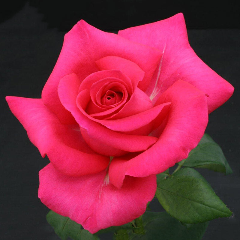 Whartons Roses ‘All My Loving’ Hybrid Tea Shrub Rose (3-Litre Pot) image 0