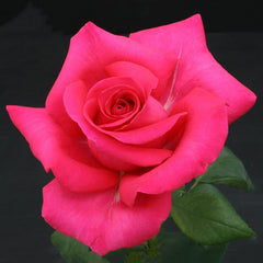 Whartons Roses ‘All My Loving’ Hybrid Tea Shrub Rose (3-Litre Pot) image 0
