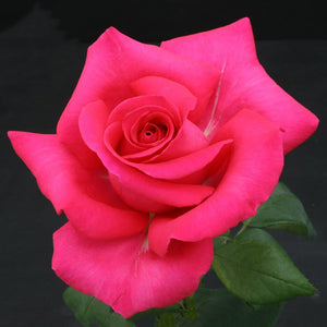 Whartons Roses ‘All My Loving’ Hybrid Tea Shrub Rose (3-Litre Pot) image 0