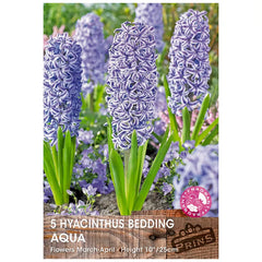 Hyacinth 'Aqua' (5 bulbs) image 0