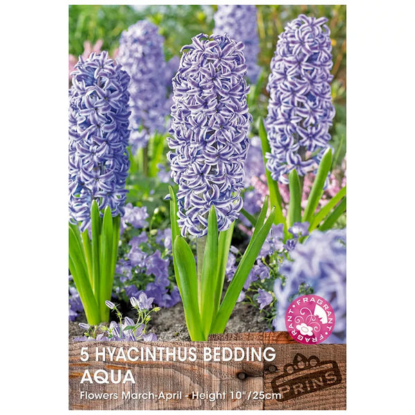 Hyacinth 'Aqua' (5 bulbs) image 0