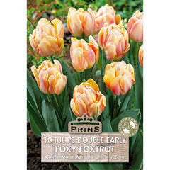 Tulip 'Foxy Foxtrot' (10 bulbs) image 0