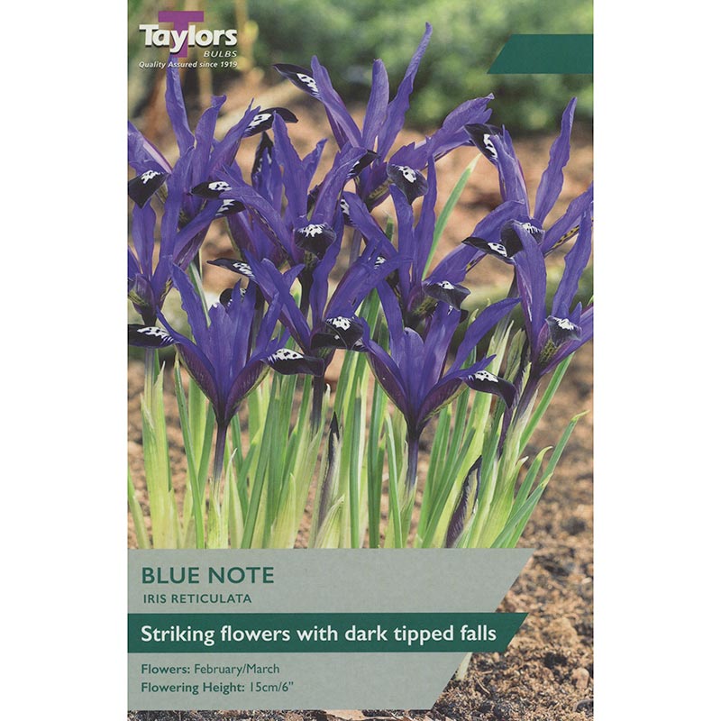 Iris Reticulata 'Blue Note' (12 Bulbs) image 0