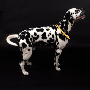 Zoon Flash & Go Rechargeable 'See-Dog' Ring image 1