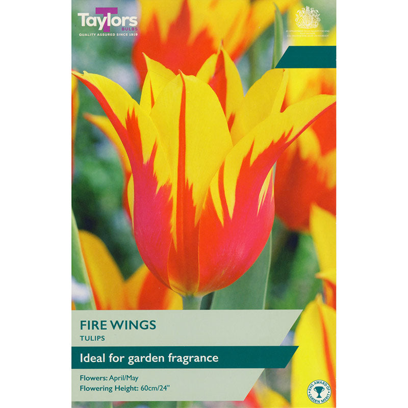Tulip ‘Fire Wings’ (6 Bulbs) image 0