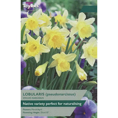 Narcissi pseudonarcissus lobularis (5 bulbs) image 0