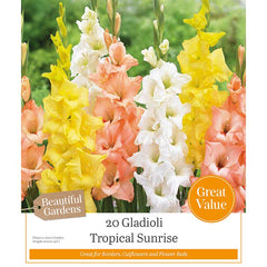 Gladioli ‘Tropical Sunrise’ (20 Bulbs) image 0