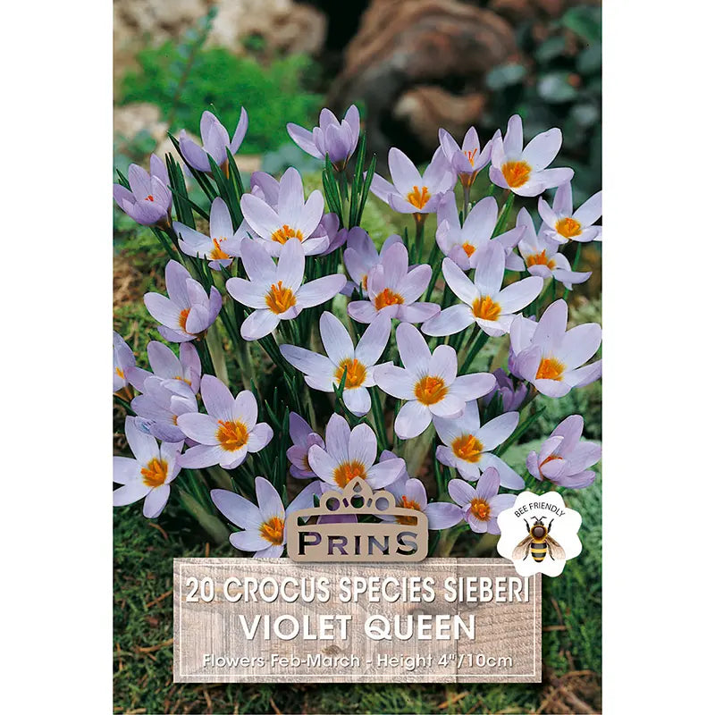 Crocus sieberi 'Violet Queen' (20 bulbs) image 0