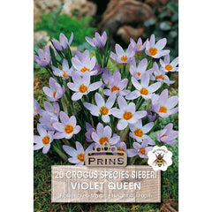 Crocus sieberi 'Violet Queen' (20 bulbs) image 0