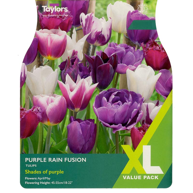 Tulips Purple Rain Fusion (15 Bulbs) image 0