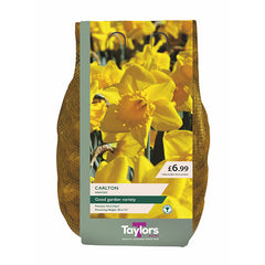 Narcissus 'Carlton' Daffodils (1.5kg Carri-Pack) image 0