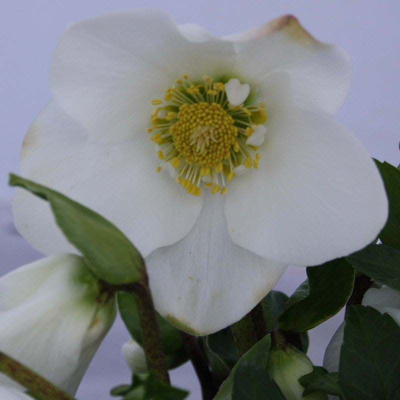 Hellebore ViV® ‘Viktor’ (4-Litre Pot) image 0